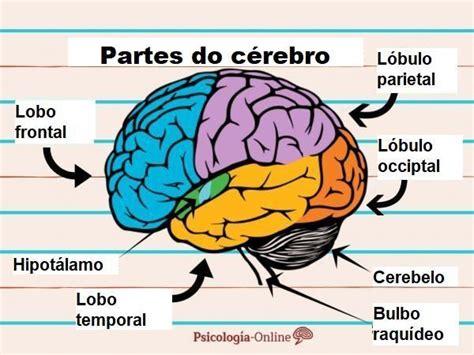 cérebro humano-4